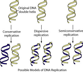 Three models of DNA replication