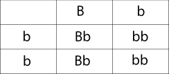 Punnett Square showing Bb crossed with a bb