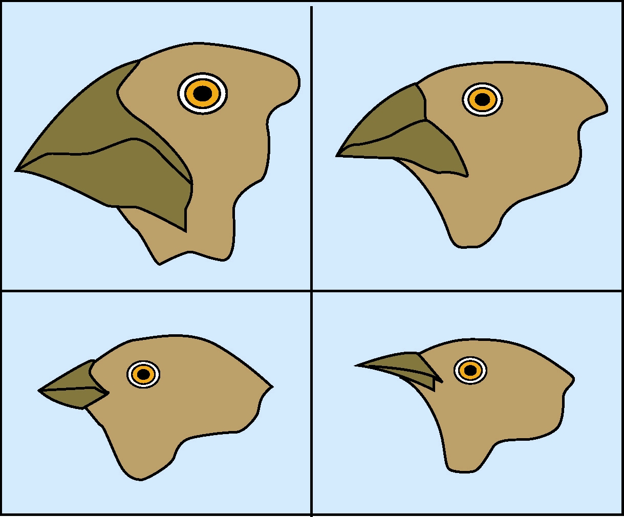 Bird beak variations