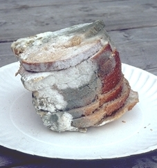 Example of common bread mold
