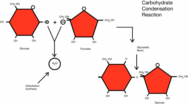 Carbohydrate Condensation Reaction