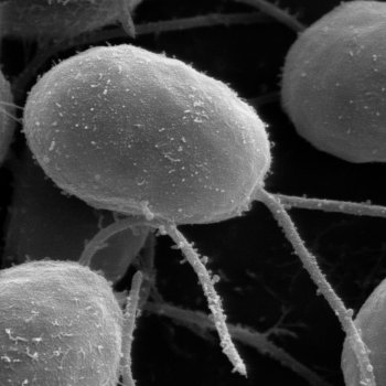 Chlamydomonas is an autotroph, making its own food through photosynthesis