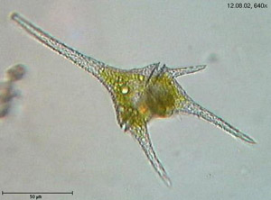 Example of a typical dinoflagellate