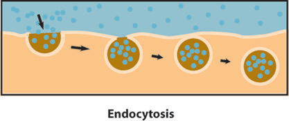 Endocytosis is the engulfing of materials outside the cell and bringing them inside the cell