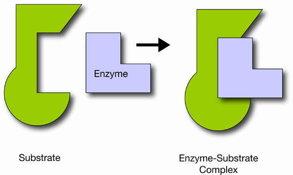 Enzymes’ lock-and-key substrate complex