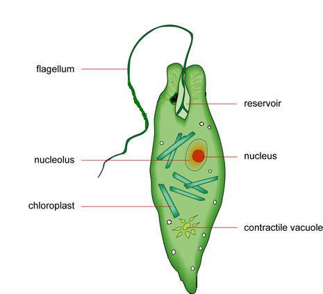 Generalized structure of Euglena