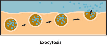 Exocytosis is the discharging of materials formerly inside the cell to the outside of the cell