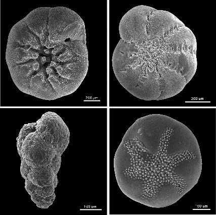 Example of some foraminifera tests