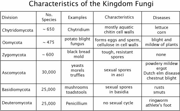Table of fungal diversity and reproduction