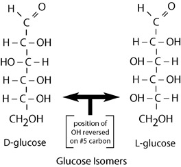 Isomers of glucose