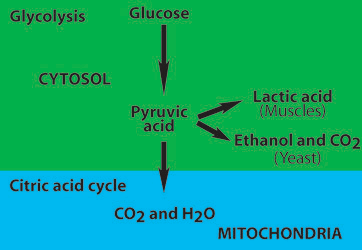 Glycolysis is the lysing of glucose
