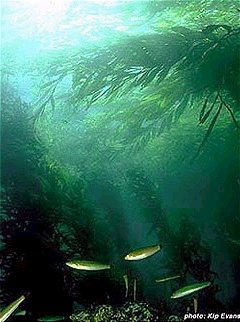 Example of kelp forest