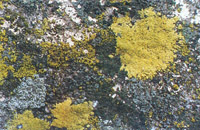 Example of a Lichen