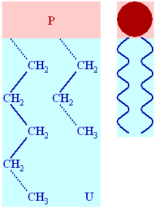 Lipid diagram