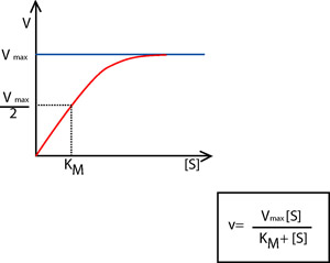 The Michaelis-Menten equation and graph showing the relationship
