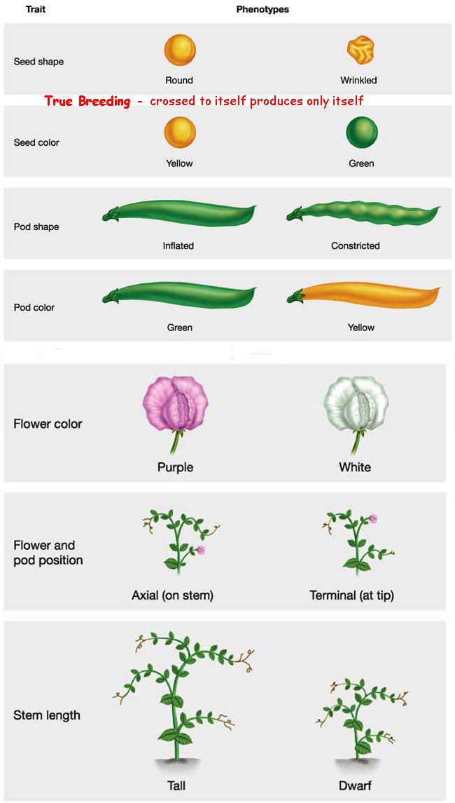 Mendel's work with pea plants