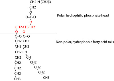 Hydrophobic and hydrophilic parts of a phospholipid