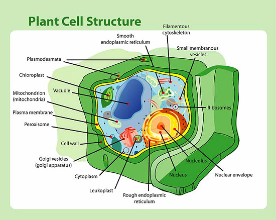 Example of a typical plant cell