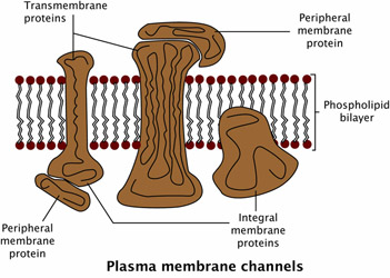 The Plasma membrane of phospholipids is one of the most versatile and important aspects of the cell