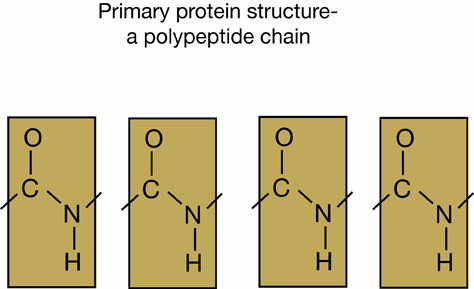 Polypeptide chain