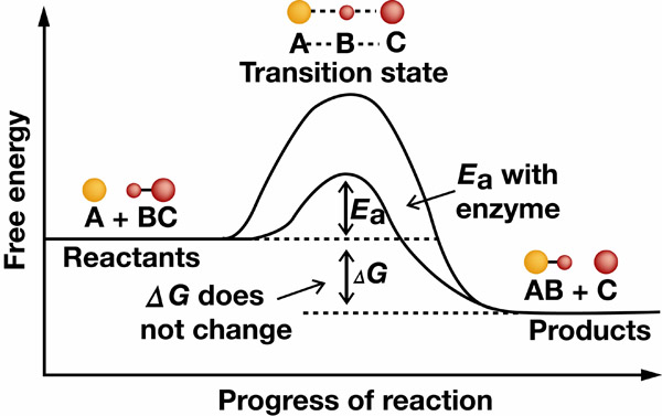 Enzyme reaction progress