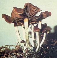 Example of common basidiocarp mushroom