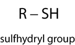 Sulfhydryl group