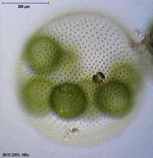 Volvox are the prototypical colonial alga