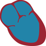 3 chambered heart