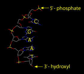 5-prime phosphates and 3-prime hydroxyls
