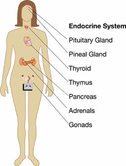 The Endocrine System