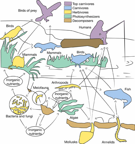 Food web