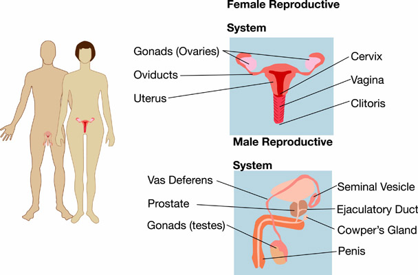 Female and male reproductive systems
