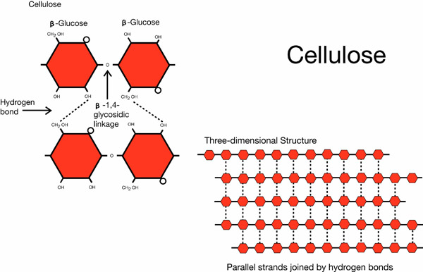 Cellulose