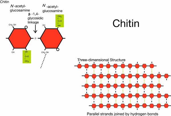 Chitin
