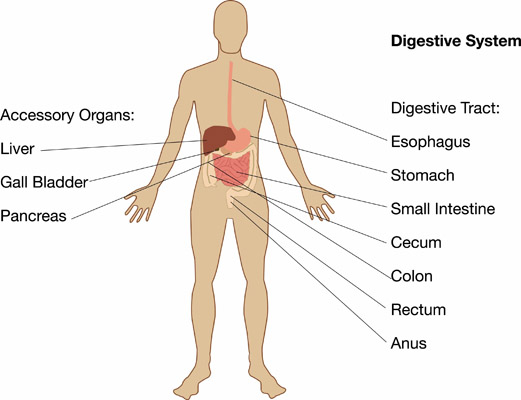 The Digestive System