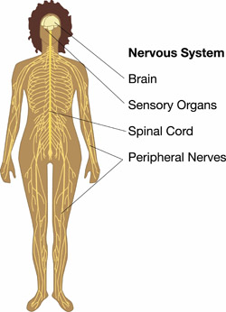 Nervous system diagram
