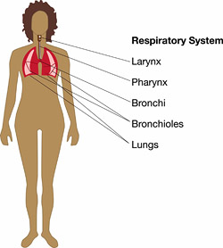 The Respiratory System