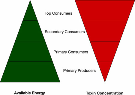 Consumers and toxin concentrations