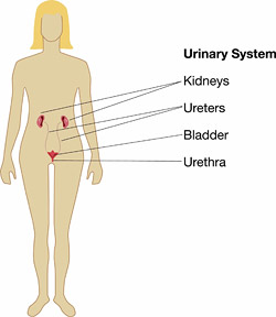 Urinary system