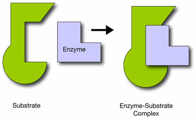 Enzyme-Substrate Complex