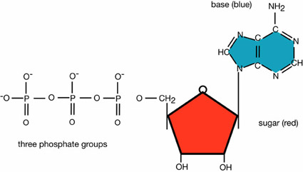 Phosphates