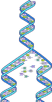 The double helix diagram