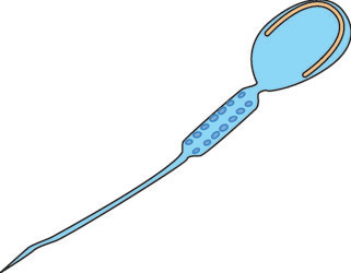 Image of a Spermatozoan