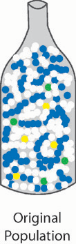 Bottleneck effect - original population