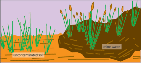 Differences in Anathoxan odoratum individuals