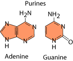 Purines