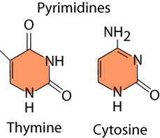 Pyrimidines