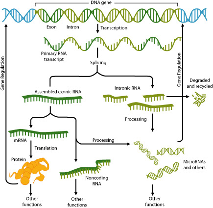 RNA Processing