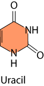 Uracil